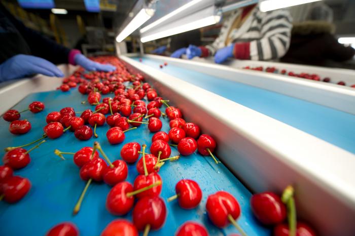 Rivermaid Trading Co., in Lodi, Ca., grows cherries with clean solar energy.