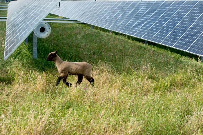 SunPower ground solar systems safely co-exist with agricultural uses including sheep grazing.